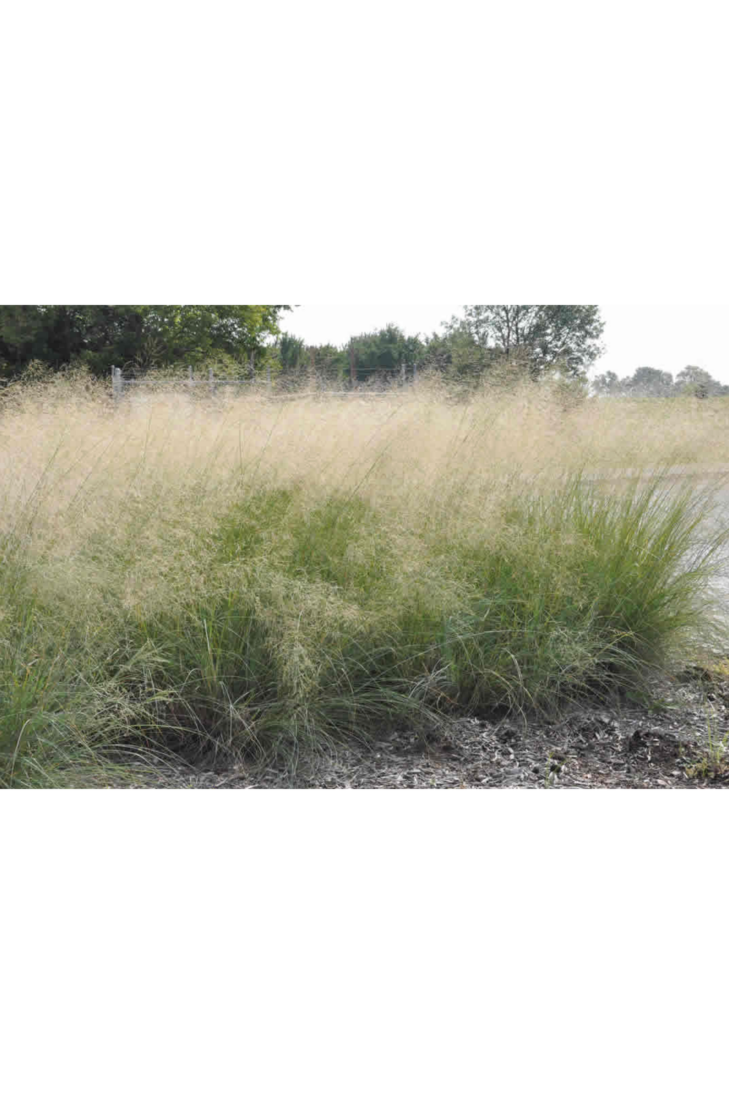 Elliott's lovegrass (Eragrostis elliottii)