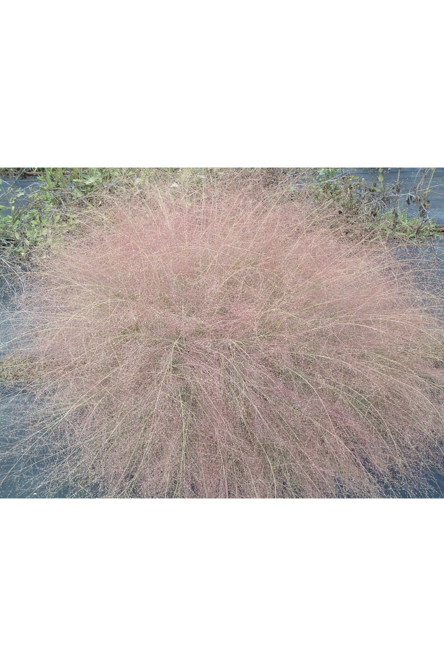 Purple lovegrass (Eragrostis spectabilis)