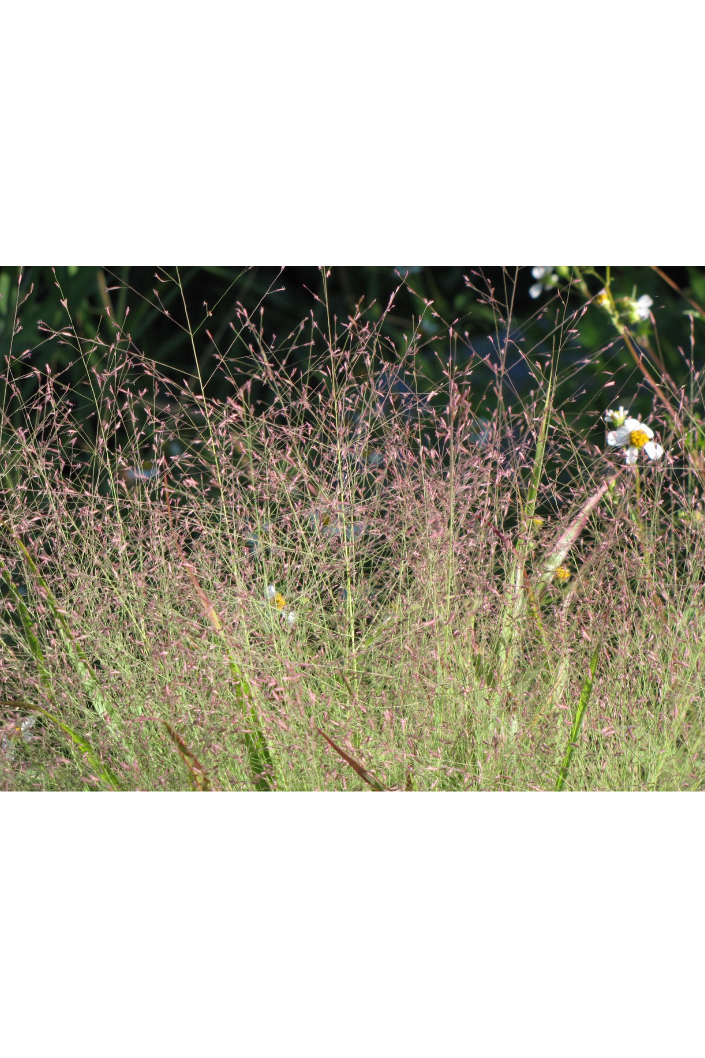 Purple lovegrass (Eragrostis spectabilis)