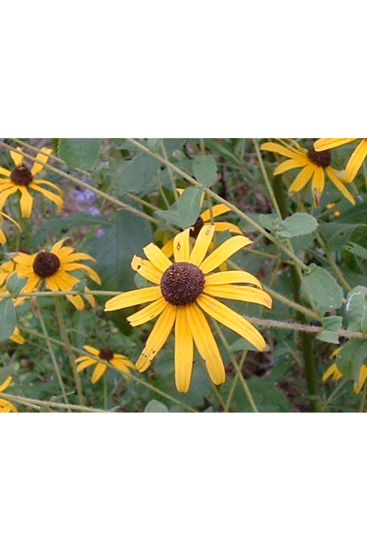Sandhill black-eyed Susan, Softhair Coneflower (Rudbeckia mollis)
