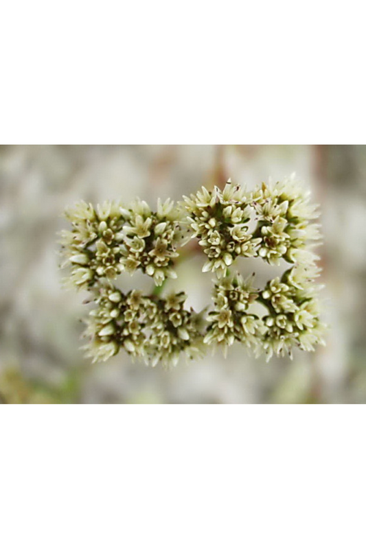 Sand squares, Rugel's nailwort (Paronychia rugelii)