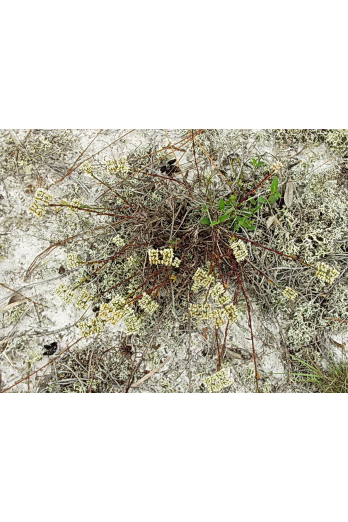 Sand squares, Rugel's nailwort (Paronychia rugelii)