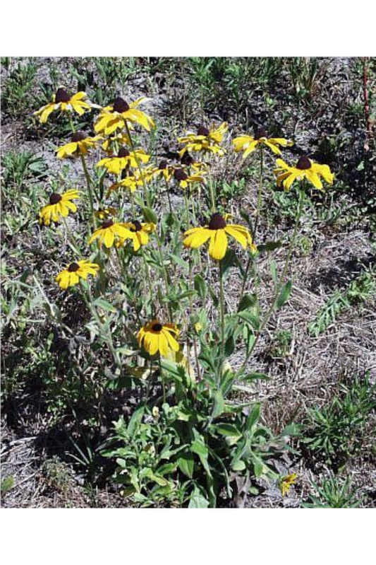 Black-eyed susan (Rudbeckia hirta)