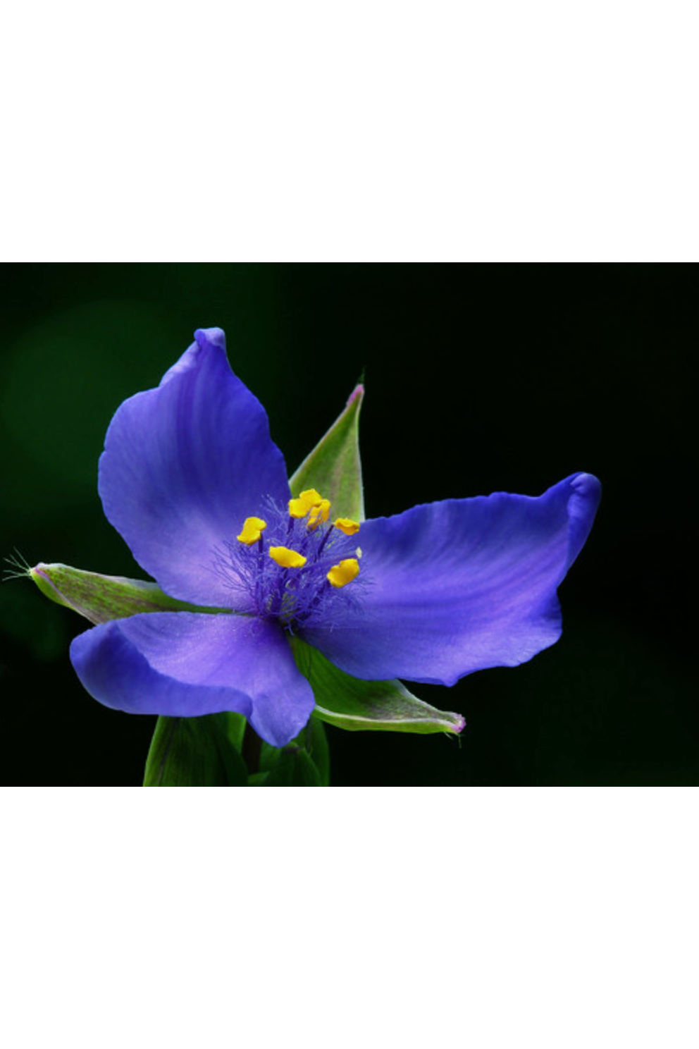 Ohio spiderwort (Tradescantia ohiensis)