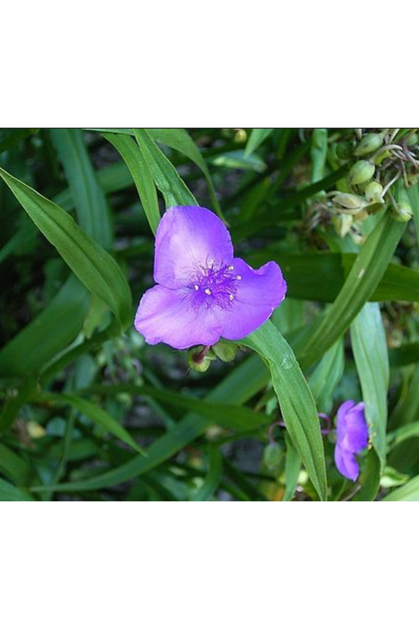 Ohio spiderwort (Tradescantia ohiensis)