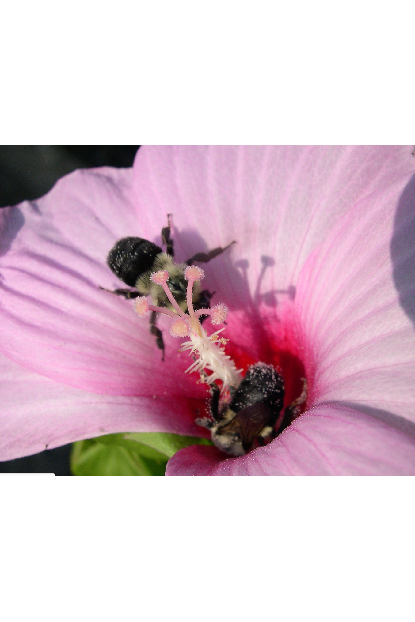 Swamp rosemallow (Hibiscus grandiflorus)