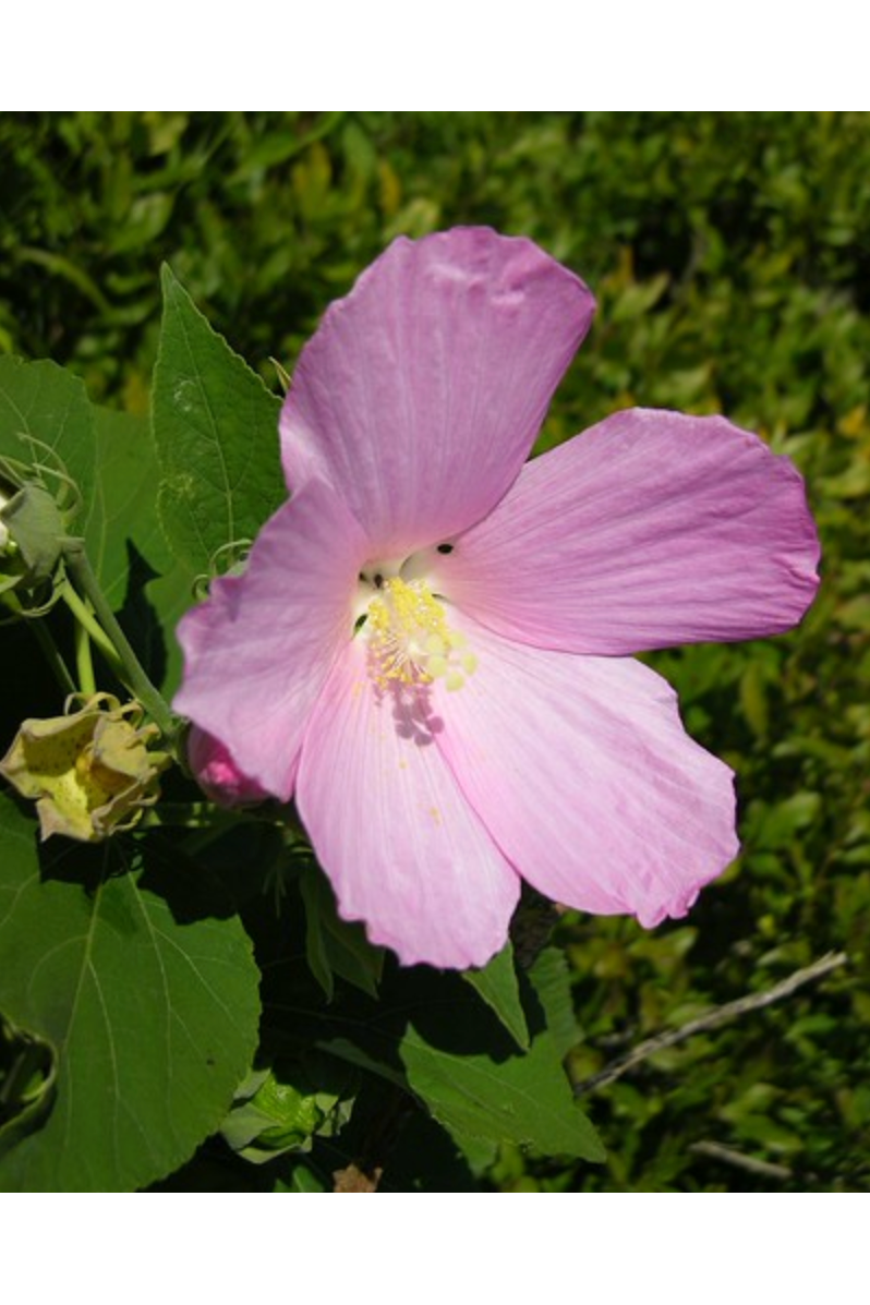 Swamp rosemallow (Hibiscus grandiflorus)