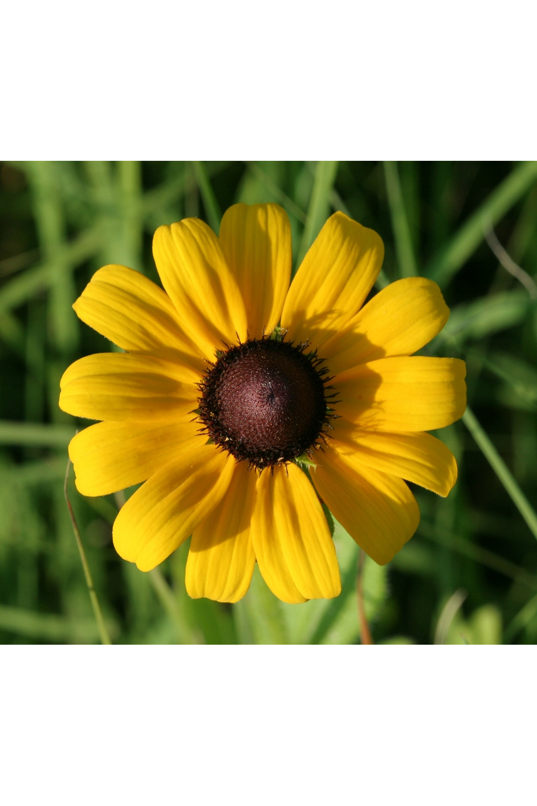 Black-eyed Susan (Rudbeckia hirta)