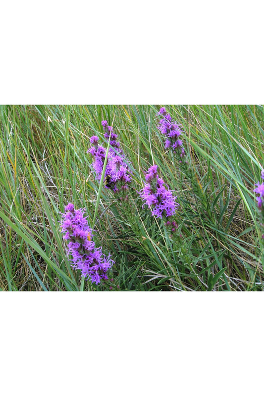 Slender blazing star (Liatris gracilis)
