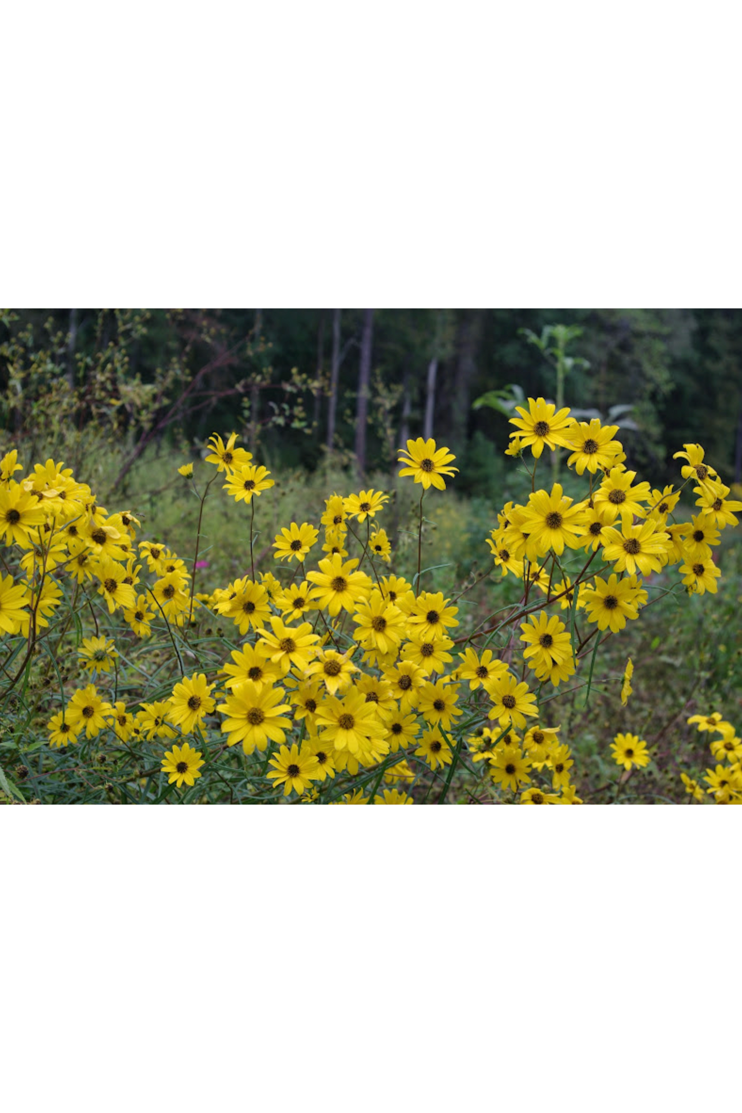 Swamp sunflower, Narrowleaf sunflower (Helianthus angustifolius)