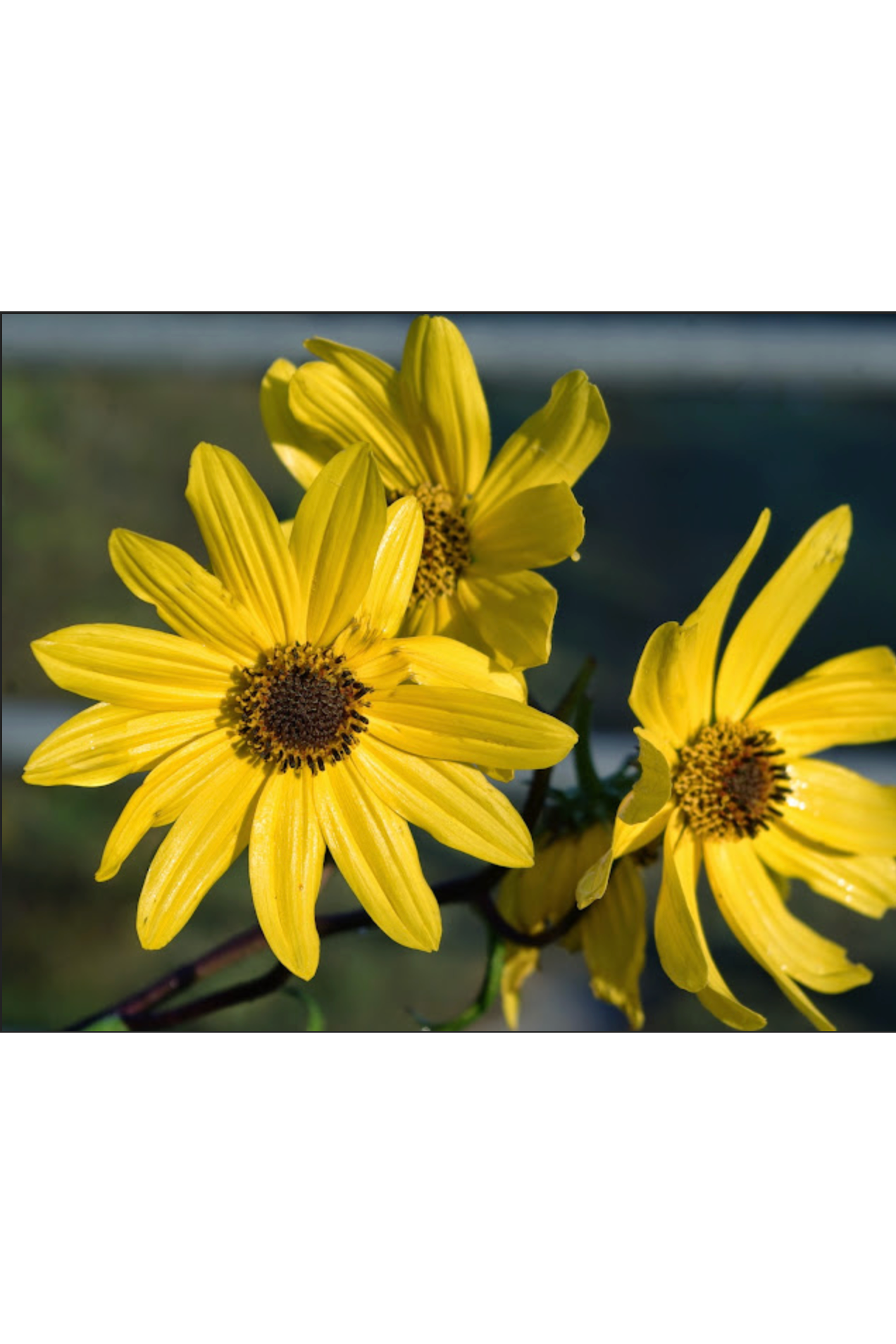 Swamp sunflower, Narrowleaf sunflower (Helianthus angustifolius)