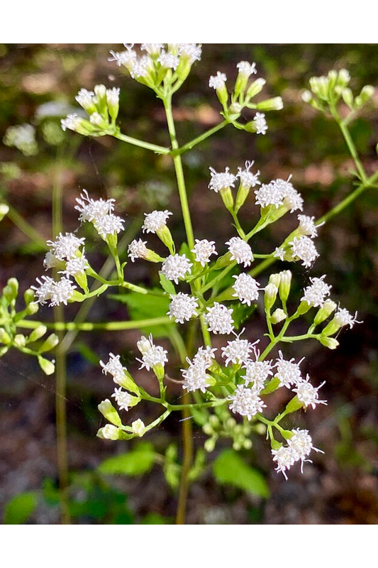 Hammock snakeroot, Hoarhound (Ageratina jucunda)