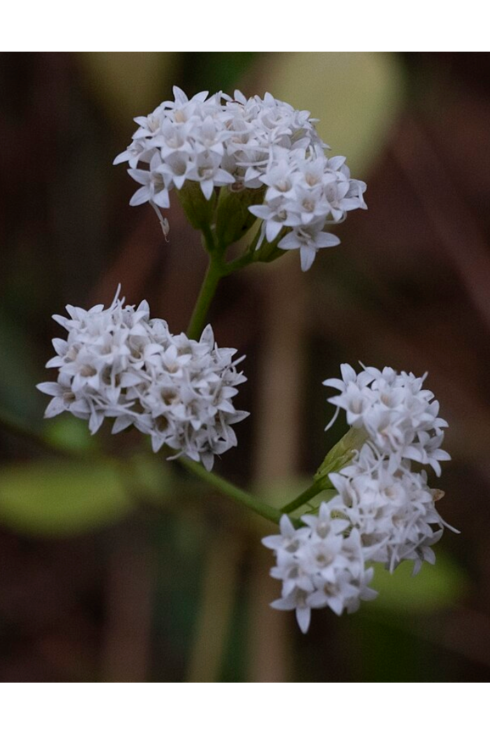 Hammock snakeroot, Hoarhound (Ageratina jucunda)