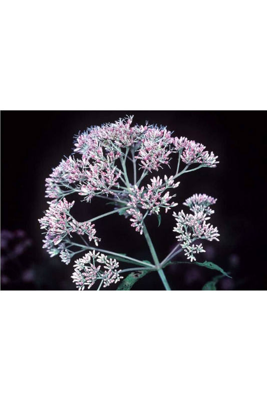 Joepyeweed (Eupatorium fisulosum)