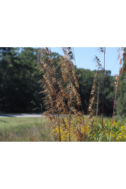 Indian Grass (Sorgastrum nutans)