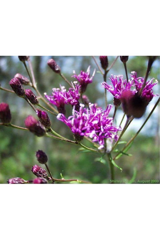 Narrowleaf Ironweed (Vernonia angustifolia)