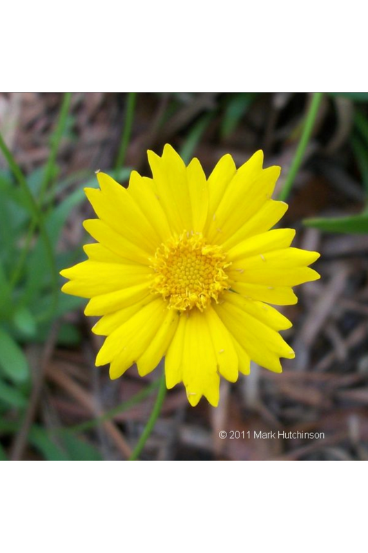 Lanceleaf Coreopsis (Coreopsis lanceolata)