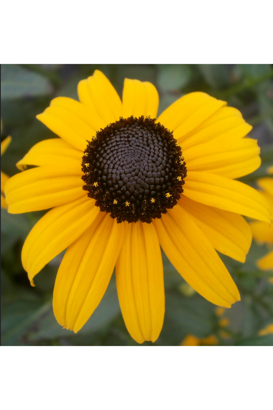 Black-eyed susan (Rudbeckia hirta)