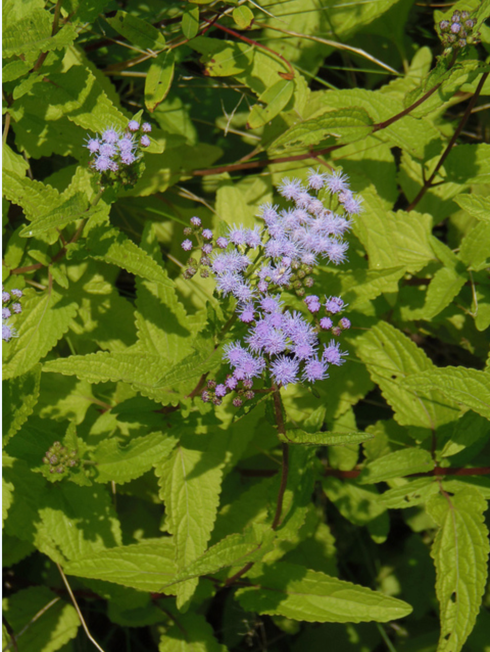 Blue mistflower (Conoclinium coelestinum)