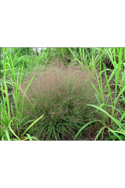 Purple lovegrass (Eragrostis spectabilis)