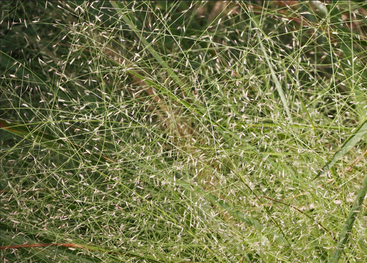 Elliott's lovegrass (Eragrostis elliottii)