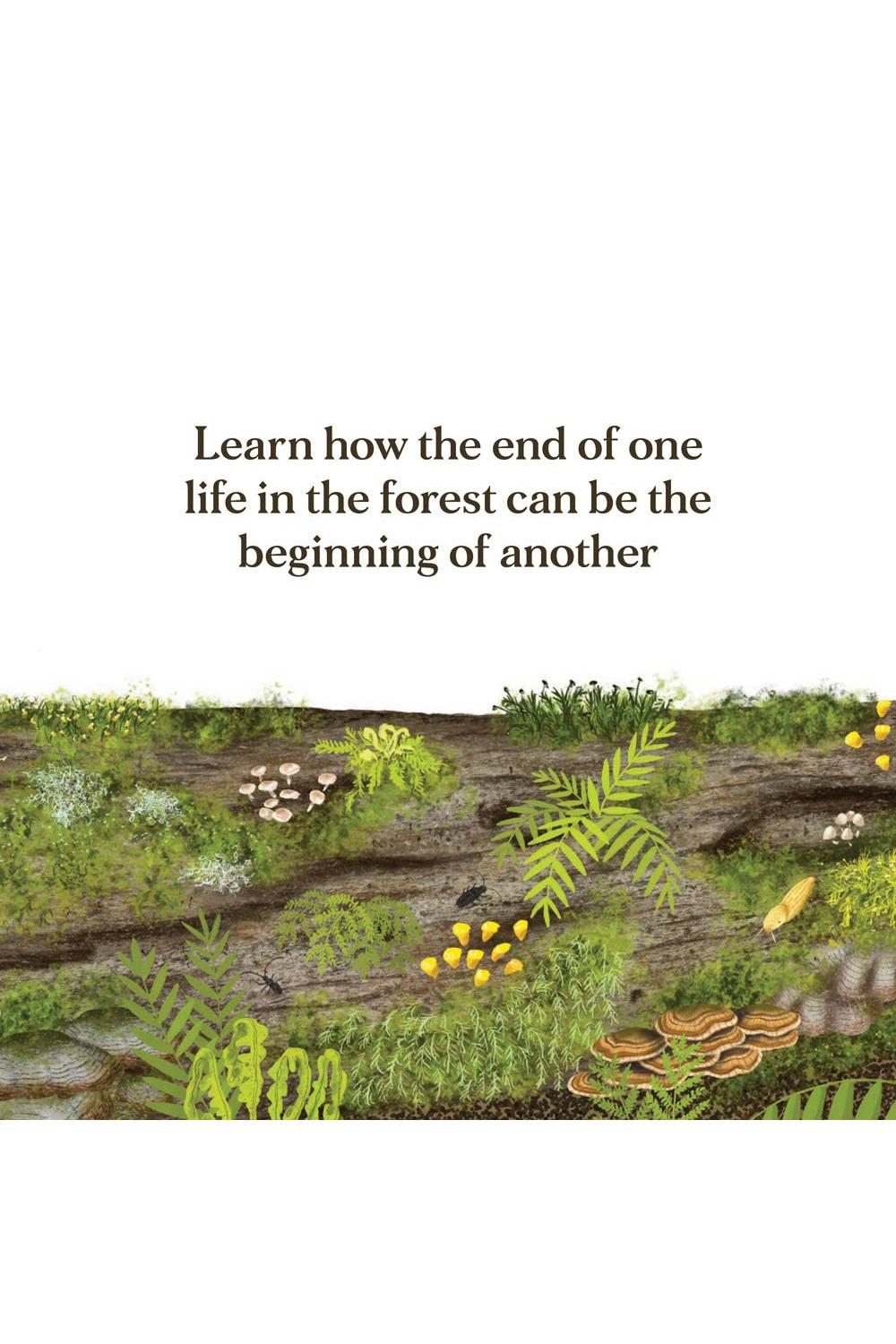 When a Tree Falls: Nurse Logs and Their Incredible Forest Power