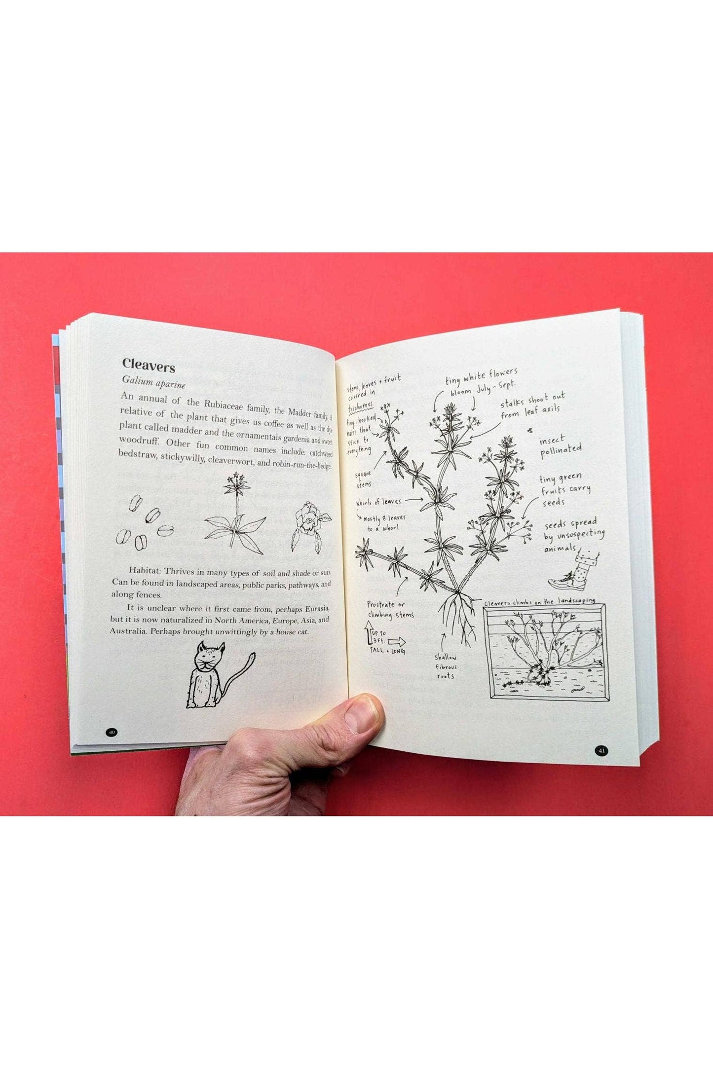 An Urban Field Guide to Plants, Trees, & Herbs in Your Path