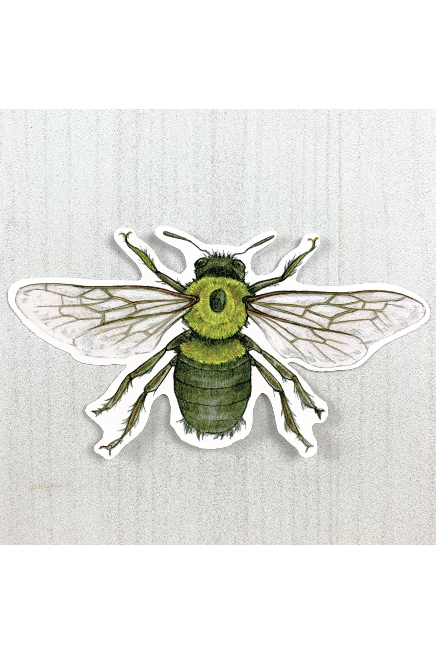 Eastern Carpenter Bee Vinyl Sticker
