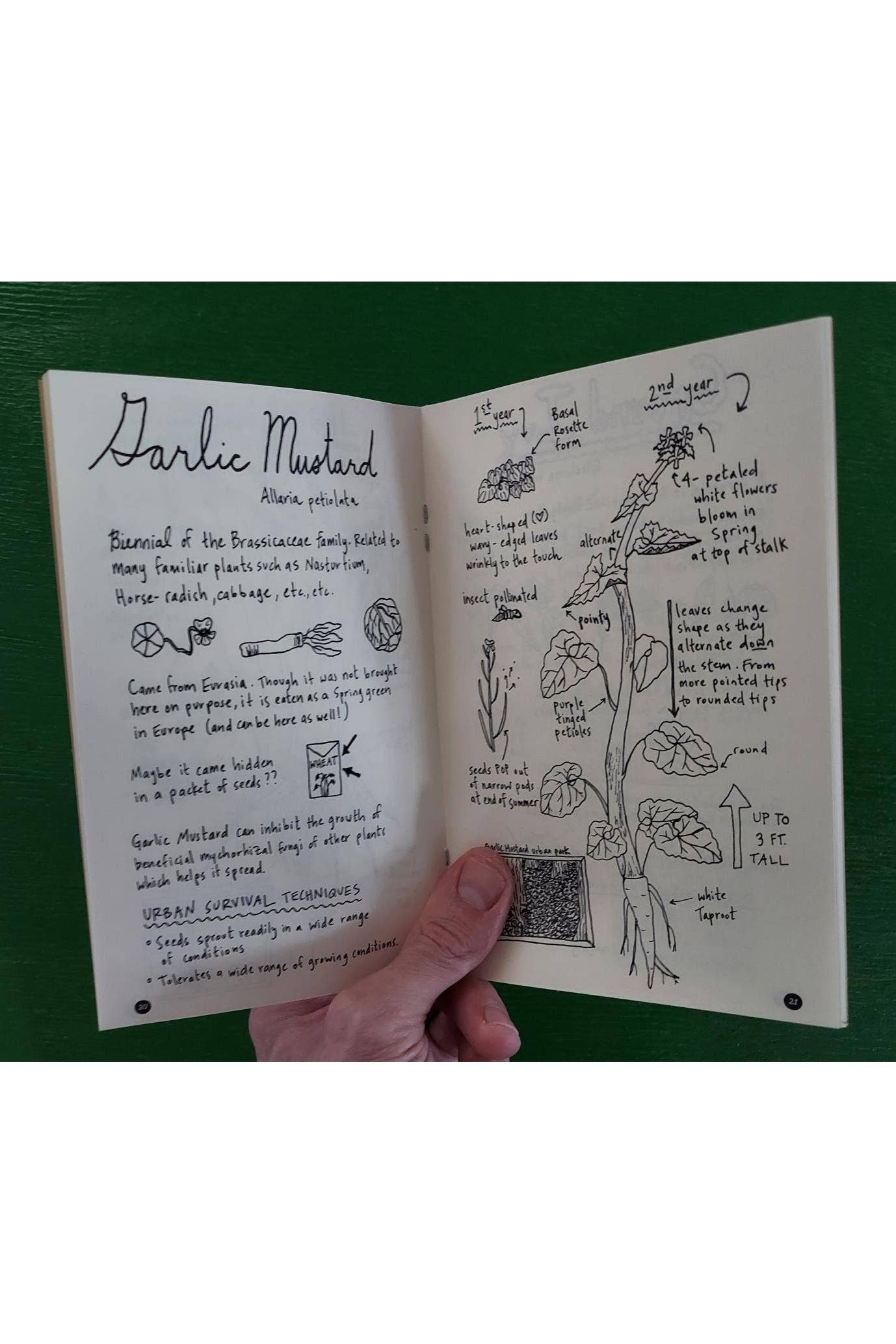 Urban Field Guide to the Herbs in Your Path (Zine)