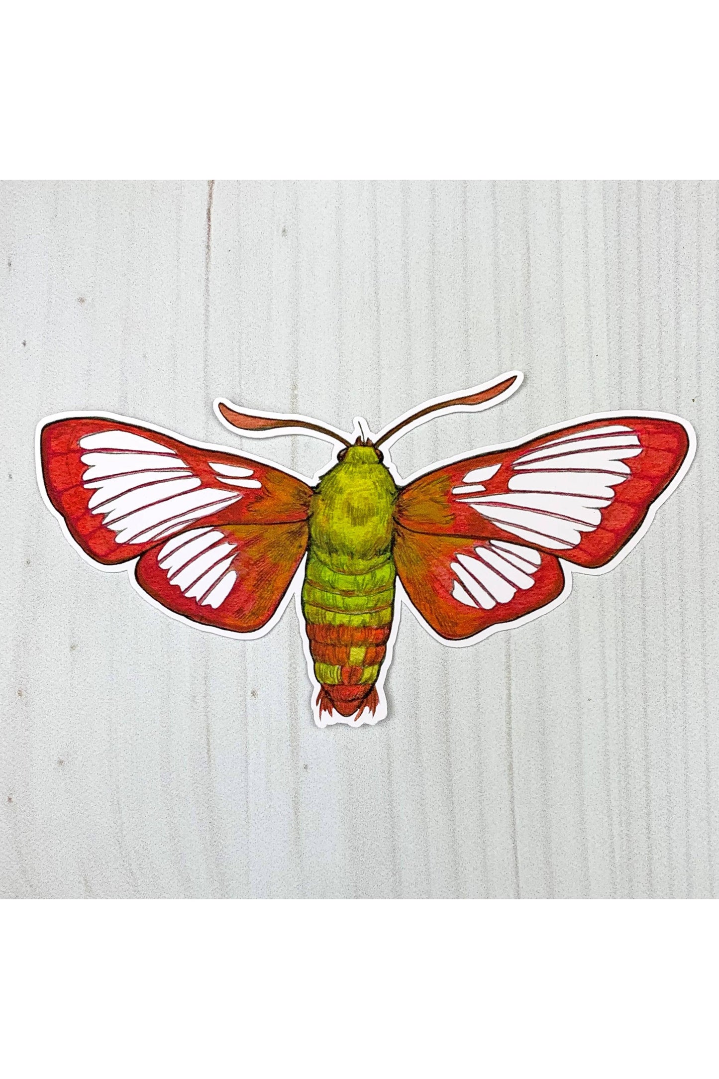 Hummingbird Clearwing Moth Sticker