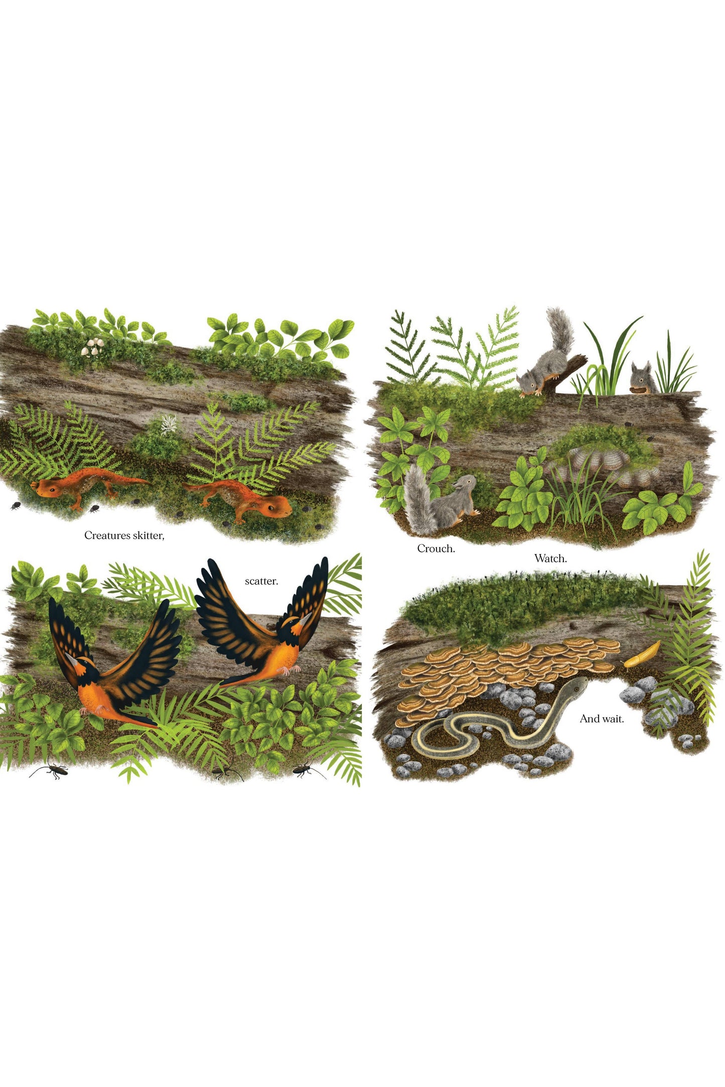 When a Tree Falls: Nurse Logs and Their Incredible Forest Power