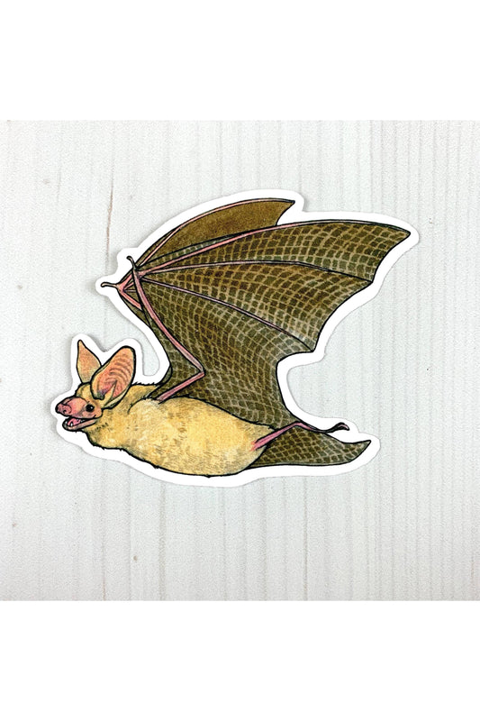 Pallid Bat Sticker