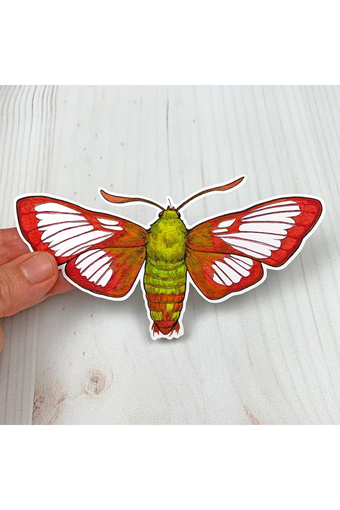 Hummingbird Clearwing Moth Sticker